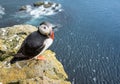 Puffins on the Latrabjarg cliffs, West Fjords, Iceland