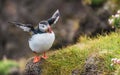 Puffins on the Latrabjarg cliffs, West Fjords, Iceland