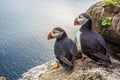 Puffins on the Latrabjarg cliffs, West Fjords, Iceland Royalty Free Stock Photo