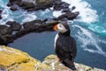 Puffins on the Latrabjarg cliffs, Western Fjords, Iceland