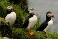 Puffins, little cute and colorful birds, Mykines island, Faroe Islands Royalty Free Stock Photo