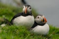 Puffins, little cute and colorful birds nesting on a cliffs, Mykines island, Faroe Islands Royalty Free Stock Photo