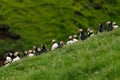 Puffins, little cute and colorful birds sitting and nesting at the top of the cliff in a rain, Mykines island, Faroe Islands