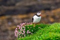 Puffins on Lunga Island Royalty Free Stock Photo