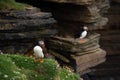 Puffins on Mainland, Orkney islands, Scotland