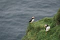 Puffins on Mykines, Faroe Islands Royalty Free Stock Photo