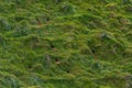 Puffins nesting at Heimaey island on Iceland