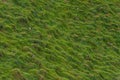 Puffins nesting at Heimaey island on Iceland