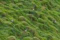 Puffins nesting at Heimaey island on Iceland