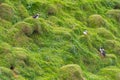 Puffins nesting at Heimaey island on Iceland