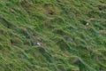 Puffins nesting at Heimaey island on Iceland