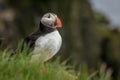 Puffins nesting at latrabjarg cliff Iceland