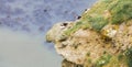 Puffins Nesting on Rocky Outcrop Royalty Free Stock Photo