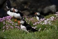 Puffins between pink spring flowers on the cliffs of Lunga Island in Scotland Royalty Free Stock Photo