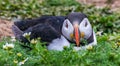 Puffins Puffin bird sitting on the ground on Skomer Island in Wales UK looking at the camera