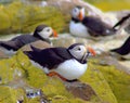 Puffins resting on lichen covered rocks