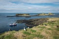 Puffins on the Scottish Island of Lunga, with tourist boat in background Royalty Free Stock Photo