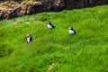 Puffins sitting in the green grass of Mykines in the Faroe Islands