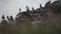 Puffins sitting on rocky cliffs of Grimsey Island Iceland