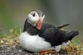 Puffins at the Skellig islands Royalty Free Stock Photo
