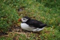 Puffins at the Skellig islands Royalty Free Stock Photo