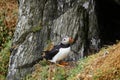 Puffins at the Skellig islands Royalty Free Stock Photo