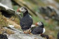 Puffins at the Skellig islands Royalty Free Stock Photo