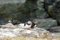 Puffins at the Skellig islands Royalty Free Stock Photo