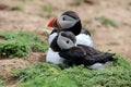 Puffins on Skomer Island