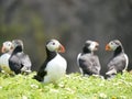 Five Puffins on Skomer Island in Pembrokeshire, South Wales