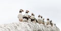 Puffins on a Wall