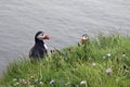 Puffins on Westray, Orkney Isles, Scotland