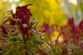 Puffy Burgandy Flowers