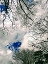 Puffy clouds in bright blue sky with oak tree framing Royalty Free Stock Photo