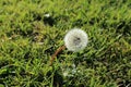 Puffy dandilion seeds ready to spread on green blurred background Royalty Free Stock Photo