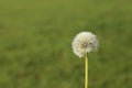 Puffy dandilion seeds ready to spread on green blurred background Royalty Free Stock Photo