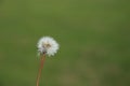 Puffy dandilion seeds ready to spread on green blurred bsckground