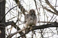 Puffy Great Horn Owl on a Branch Royalty Free Stock Photo