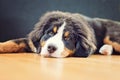 a bernese mountain dog puppy has a puffy head Royalty Free Stock Photo