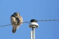 Puffy Northern Hawk Owl