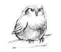 Puffy owl pencil drawing Royalty Free Stock Photo