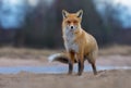 Puffy Red Fox posing on sand road anf looks at the viewer in turbulent and rough weather