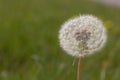 Puffy soft white seeded dandelion. Royalty Free Stock Photo