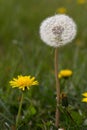Puffy soft white seeded dandelion. Royalty Free Stock Photo