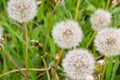 Glade with dandelions Royalty Free Stock Photo