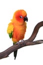 Puffy Sun Conure Parrot Bird Royalty Free Stock Photo