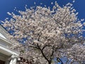 Puffy White Cherry Blossoms on a Spring Day.