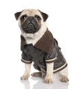 Pug (10 months old) Royalty Free Stock Photo