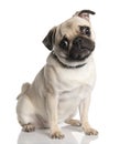 Pug (18 months old) Royalty Free Stock Photo