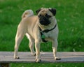 Pug Royalty Free Stock Photo